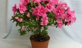 杜鹃花落 最新爆料,揭秘最新爆料背后的惊人真相