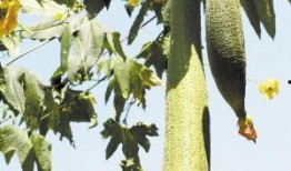 丝瓜爆料最新,揭秘娱乐圈最新热点事件